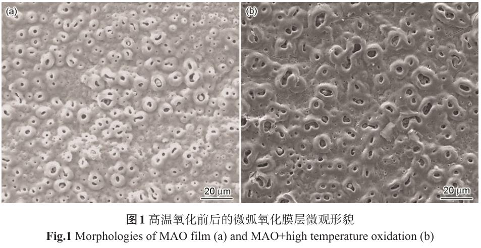 1706237616853876.jpg t1.jpg